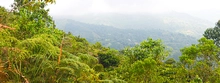 BOSQUE COOMEVA Sembramos más de 11.000 árboles