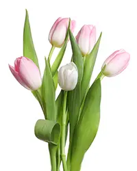 Tulipanes