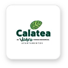 Calatea